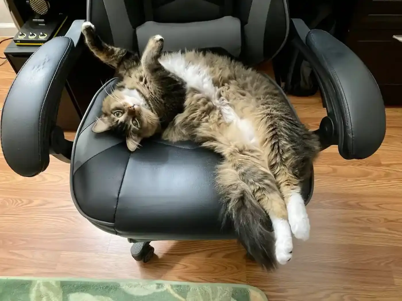 how a cat debugged stable diffusion 2023