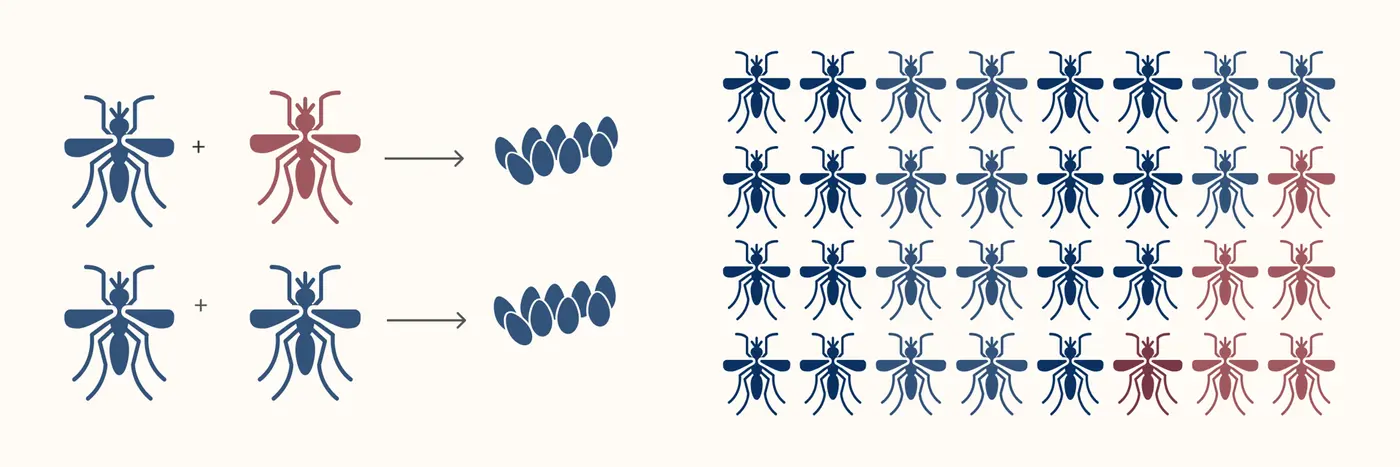 wolbachia bacteria could help us tackle neglected tropical diseases