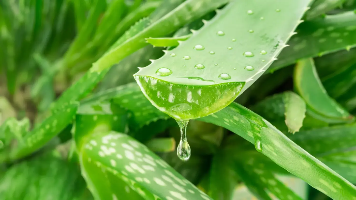 aloe vera compound shows promise targeting key enzymes in alzheimerx27s disease