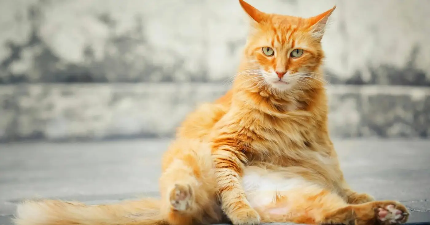 meow1 biopharmaceutical company is testing weight loss drug for cats