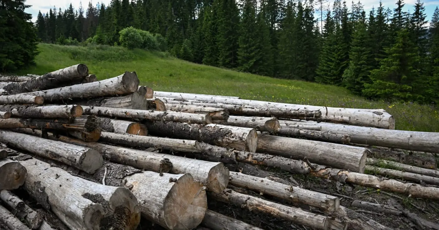 eu to delay antideforestation law again