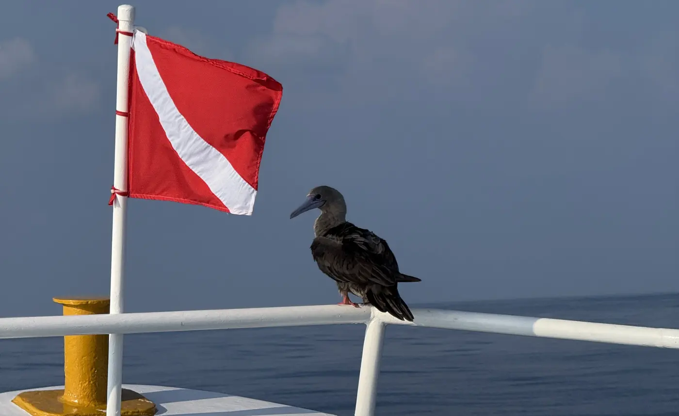 i found a vulnerability they found a lawyer