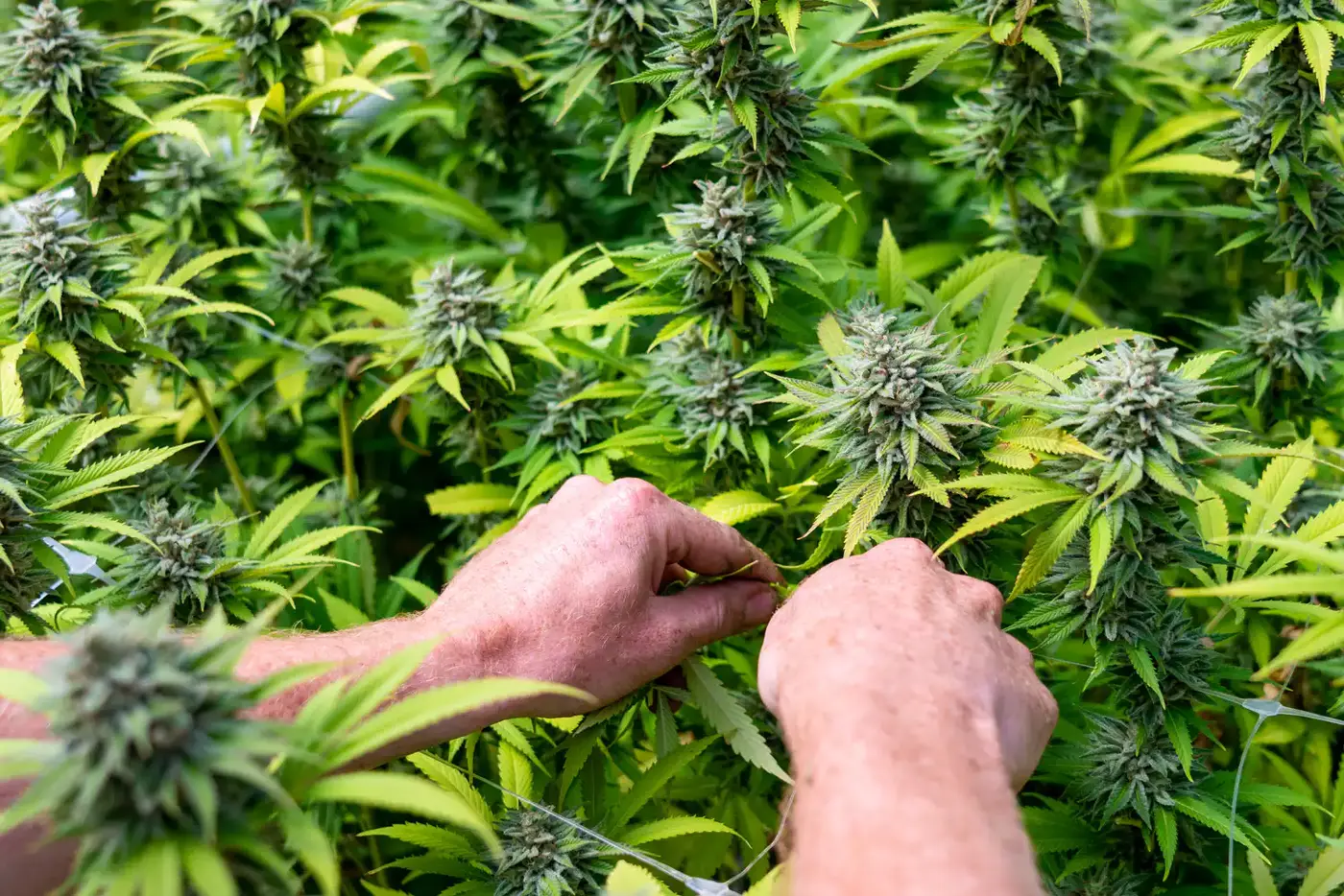 maryland senators approve bill to let offduty firefighters emts use cannabis