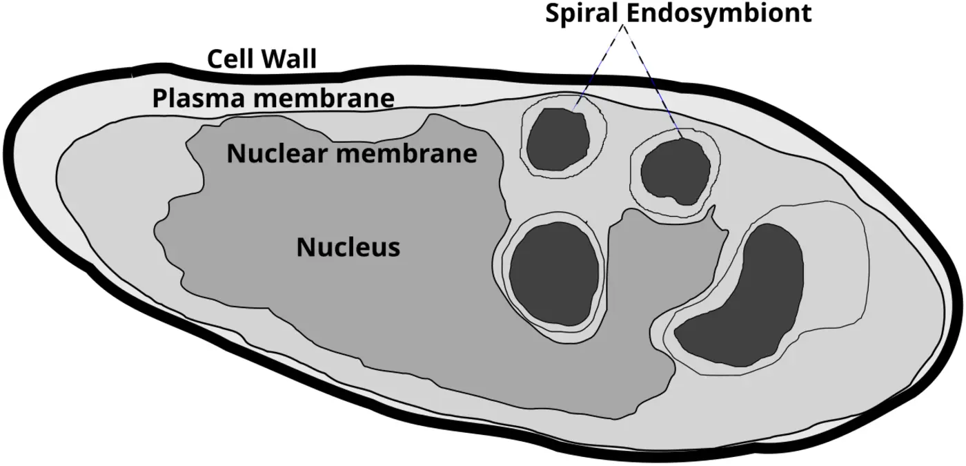 parakaryon the sole species in the genus parakaryon