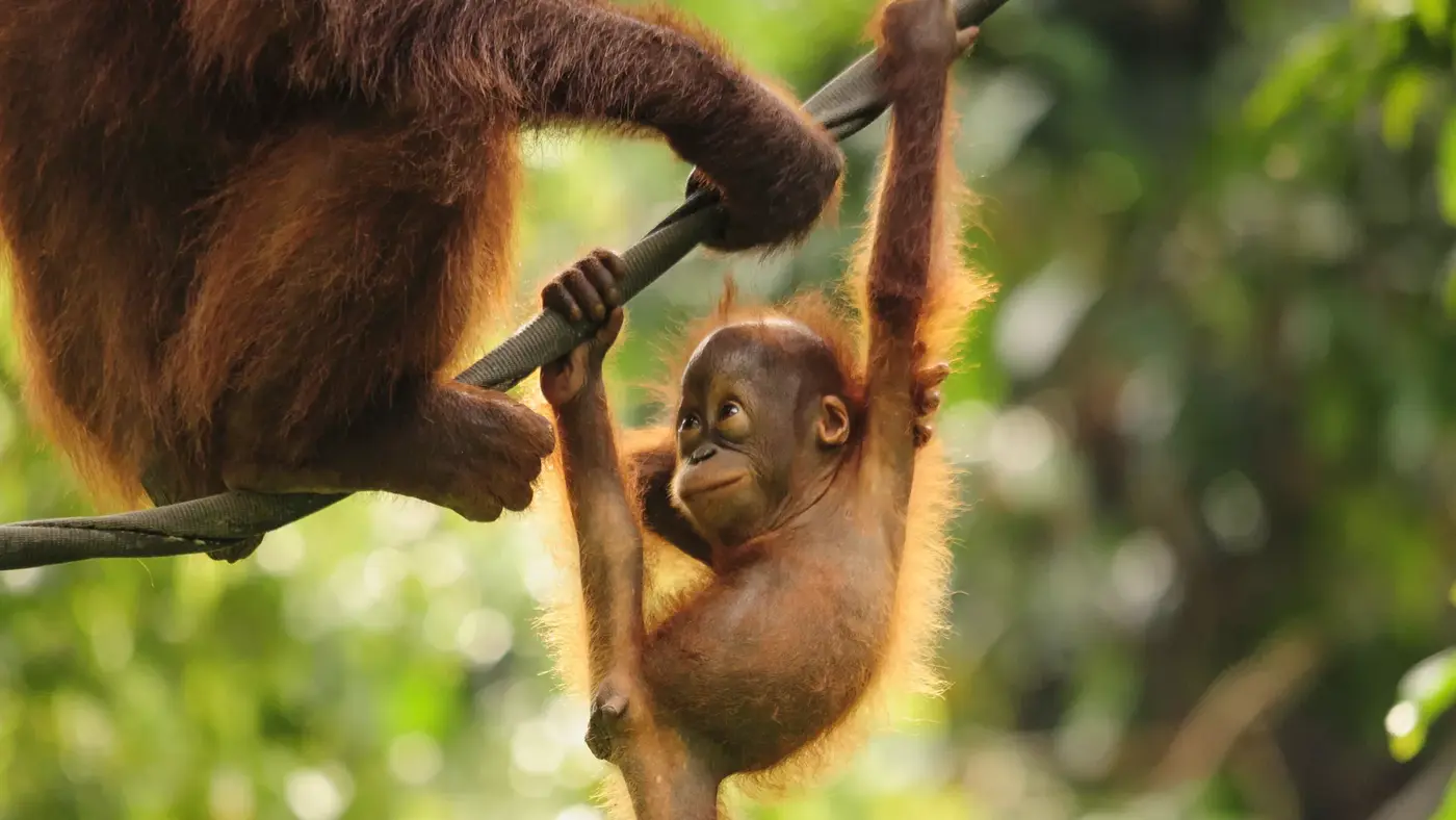 montana bison kill site use and abandonment amid drought and cultural shifts