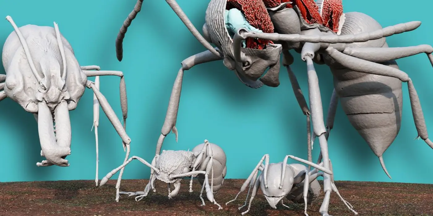 entomologists use a particle accelerator to image ants at scale