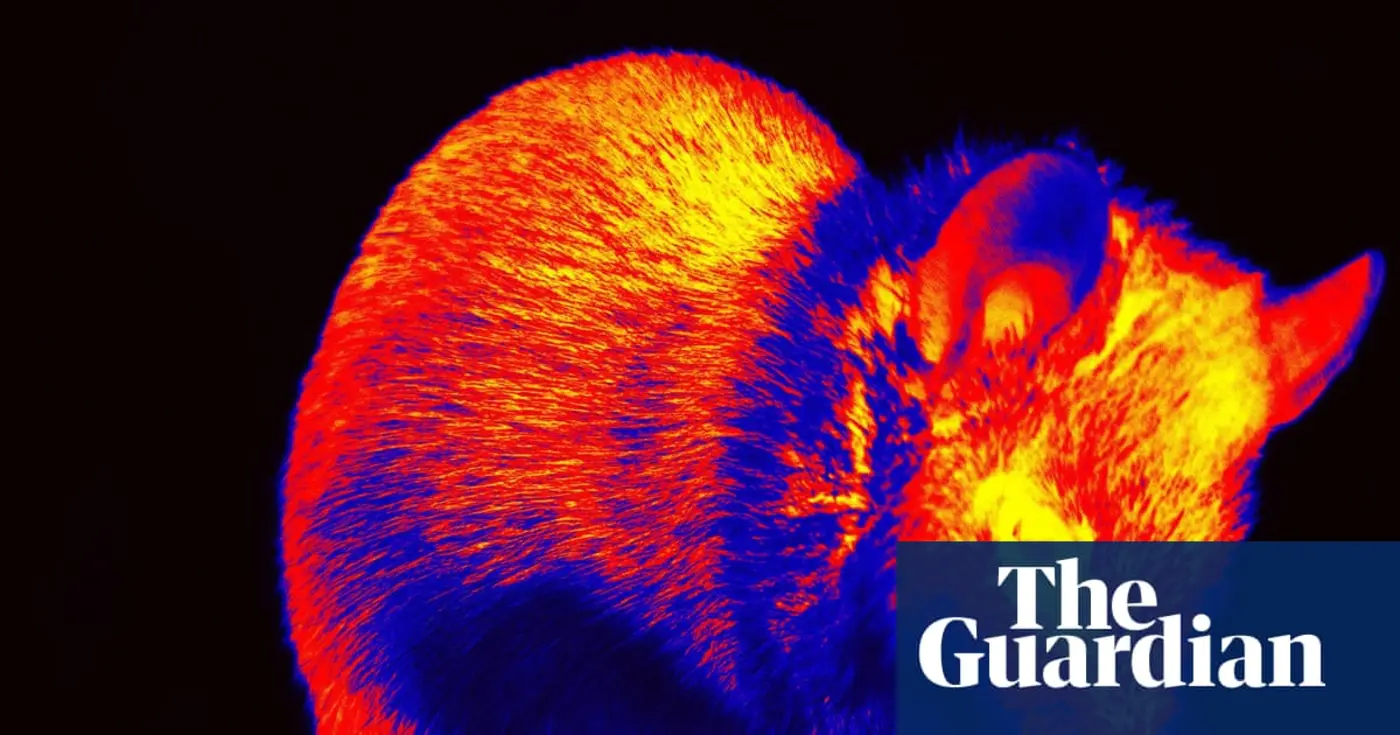 short films made from brain activity of mice aim to see how they see