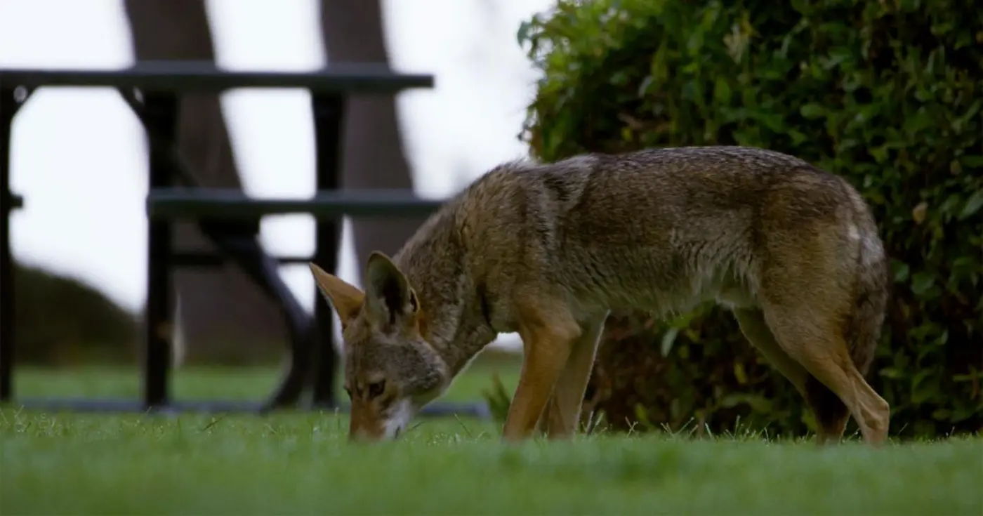 what can urban wildlife teach us about shared spaces