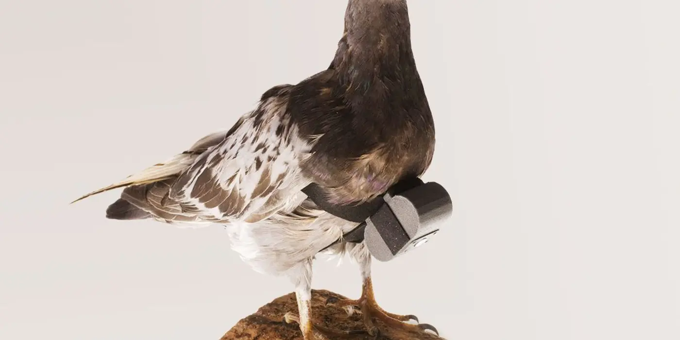 consider the pigeon a surprisingly capable technology 2019