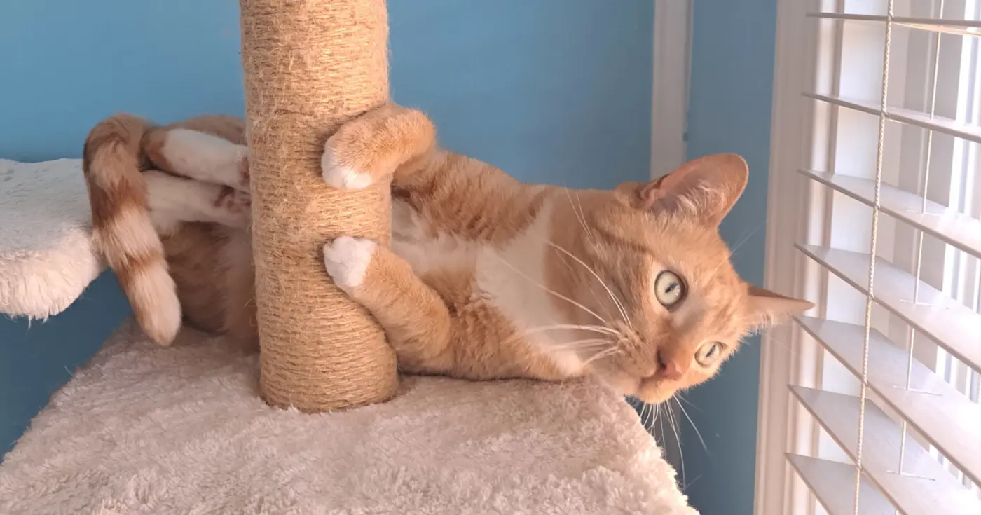 give django your time and money not your tokens