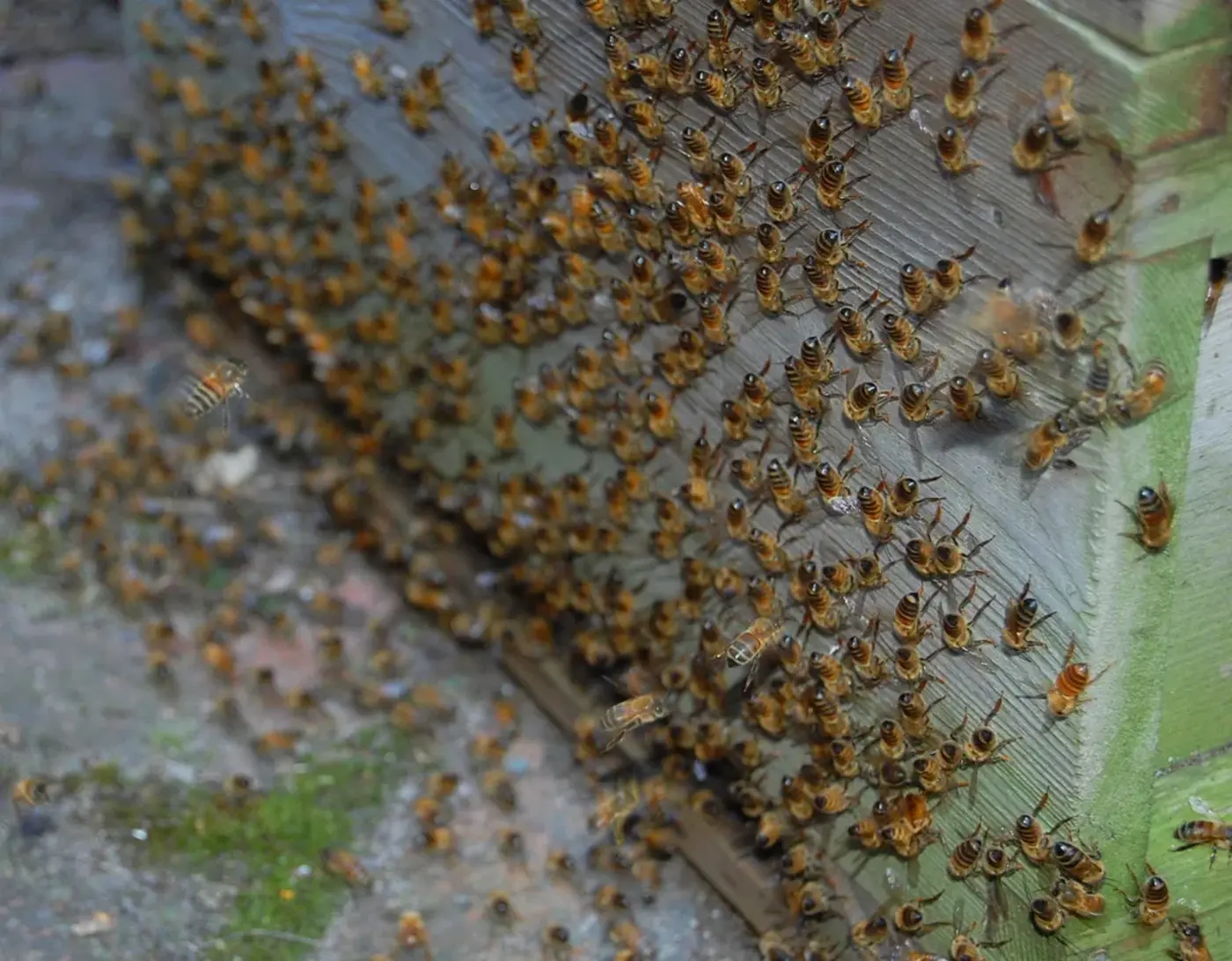 french bees are making mampmcontaminated blue and green honey 2012