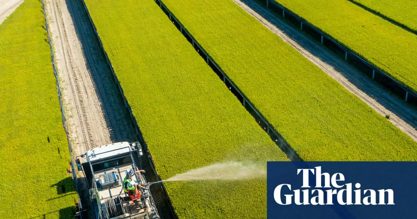 x27hybrid organx27 a union of trees and fungi could revolutionise forest management