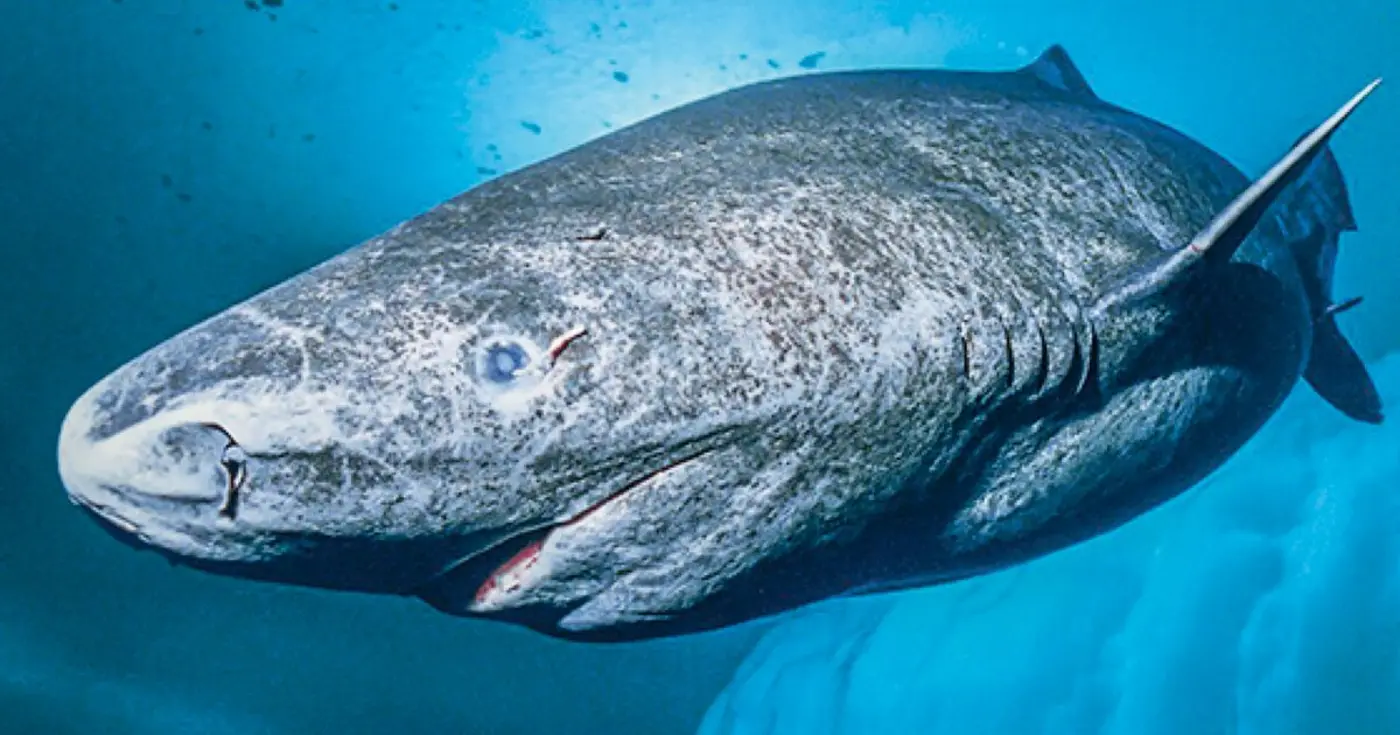 consider the greenland shark 2020