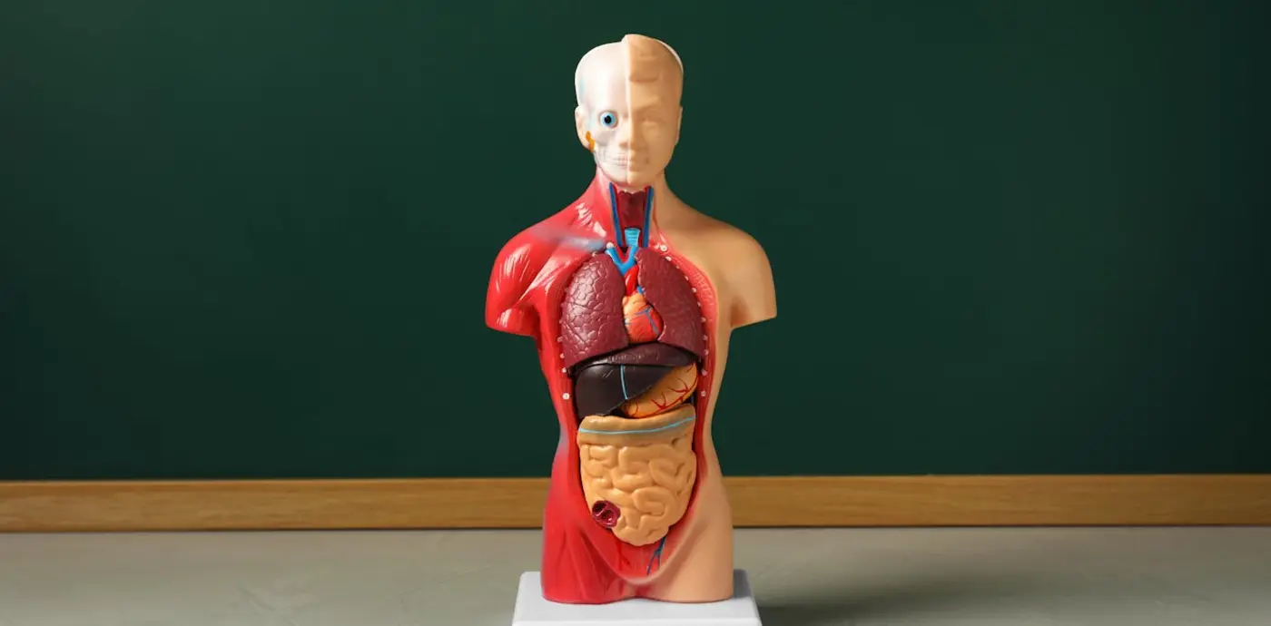 new discoveries are showing how human anatomy is far from settled