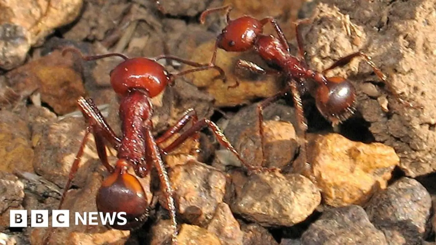 one ant for 220 the new frontier of wildlife trafficking