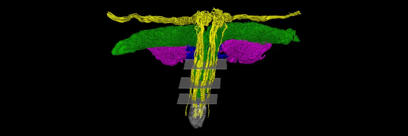 scientists mapped all the nerves of the clitoris for the first time