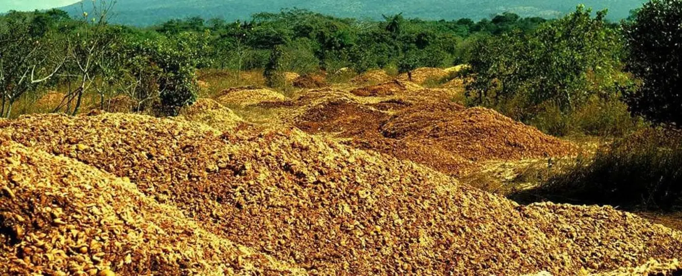 12k tons of dumped orange peel grew into a landscape nobody expected 2017