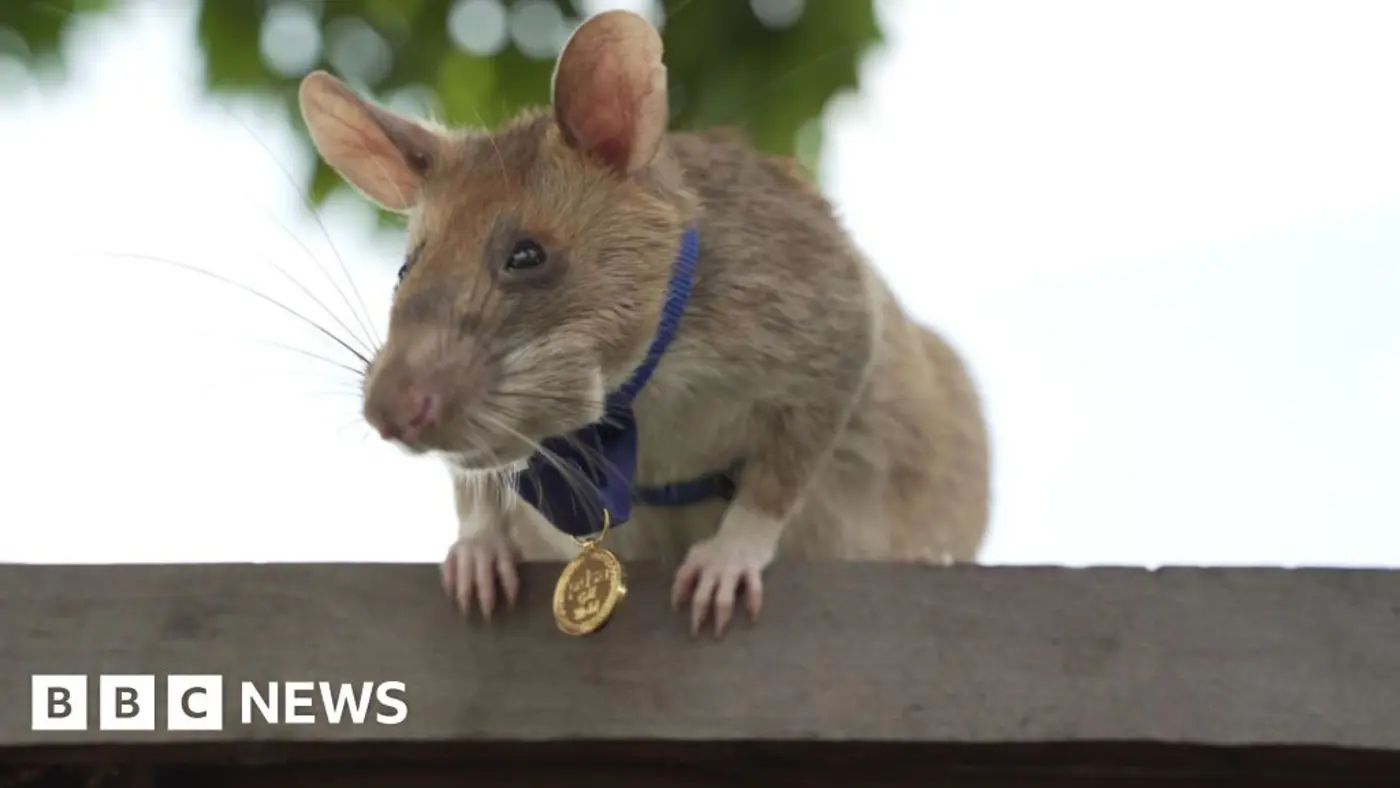 cambodia unveils a statue of famous landminesniffing rat magawa