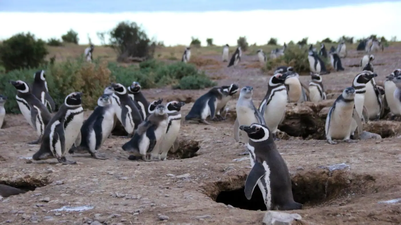 penguin x27toxicologistsx27 find pfas chemicals in remote patagonia