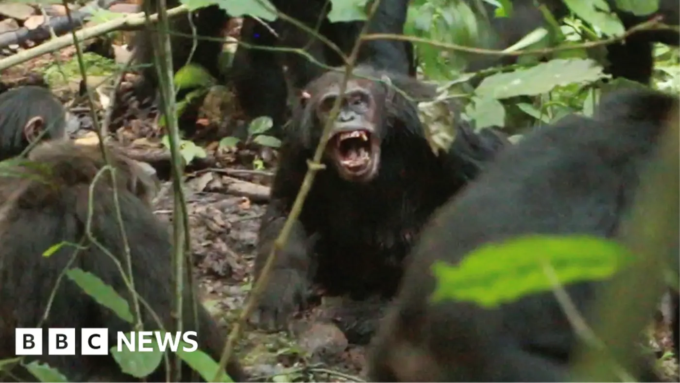 chimpanzees in uganda locked in vicious x27civil warx27 say researchers