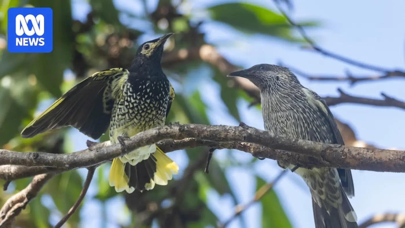 conservationists teach young regent honeyeaters how to sing their unique song