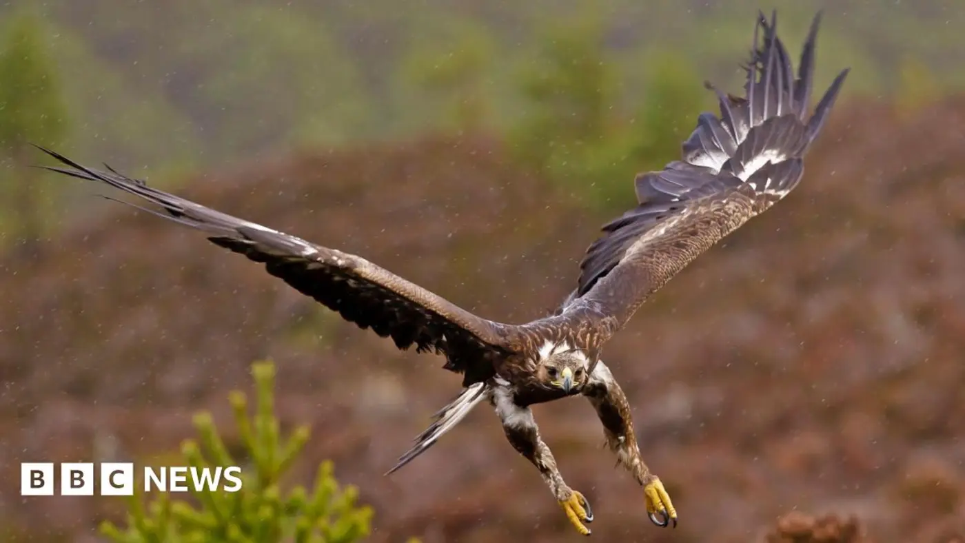 golden eaglesx27 return to english skies gets government backing