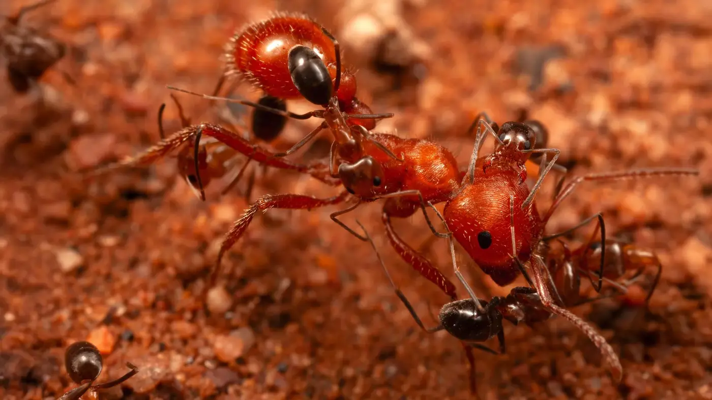 scientists discover quotcleaner antsquot that groom giant ants in arizona desert