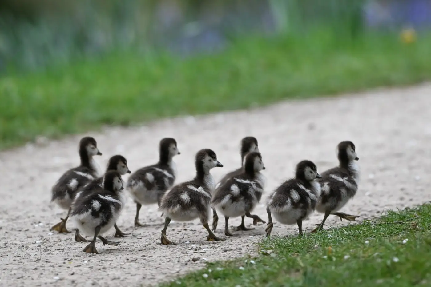 everything we like is a psyop