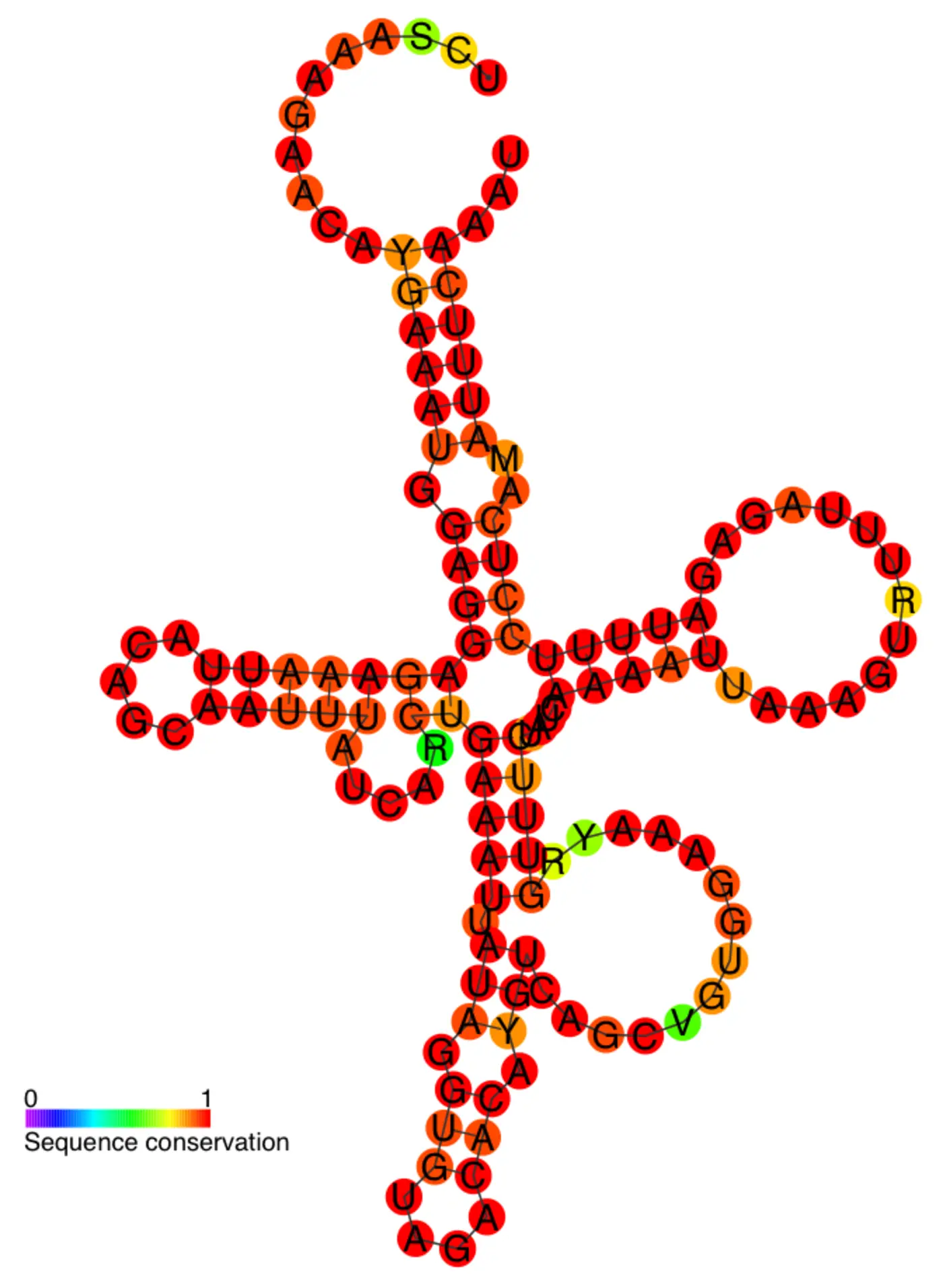 human accelerated region 1