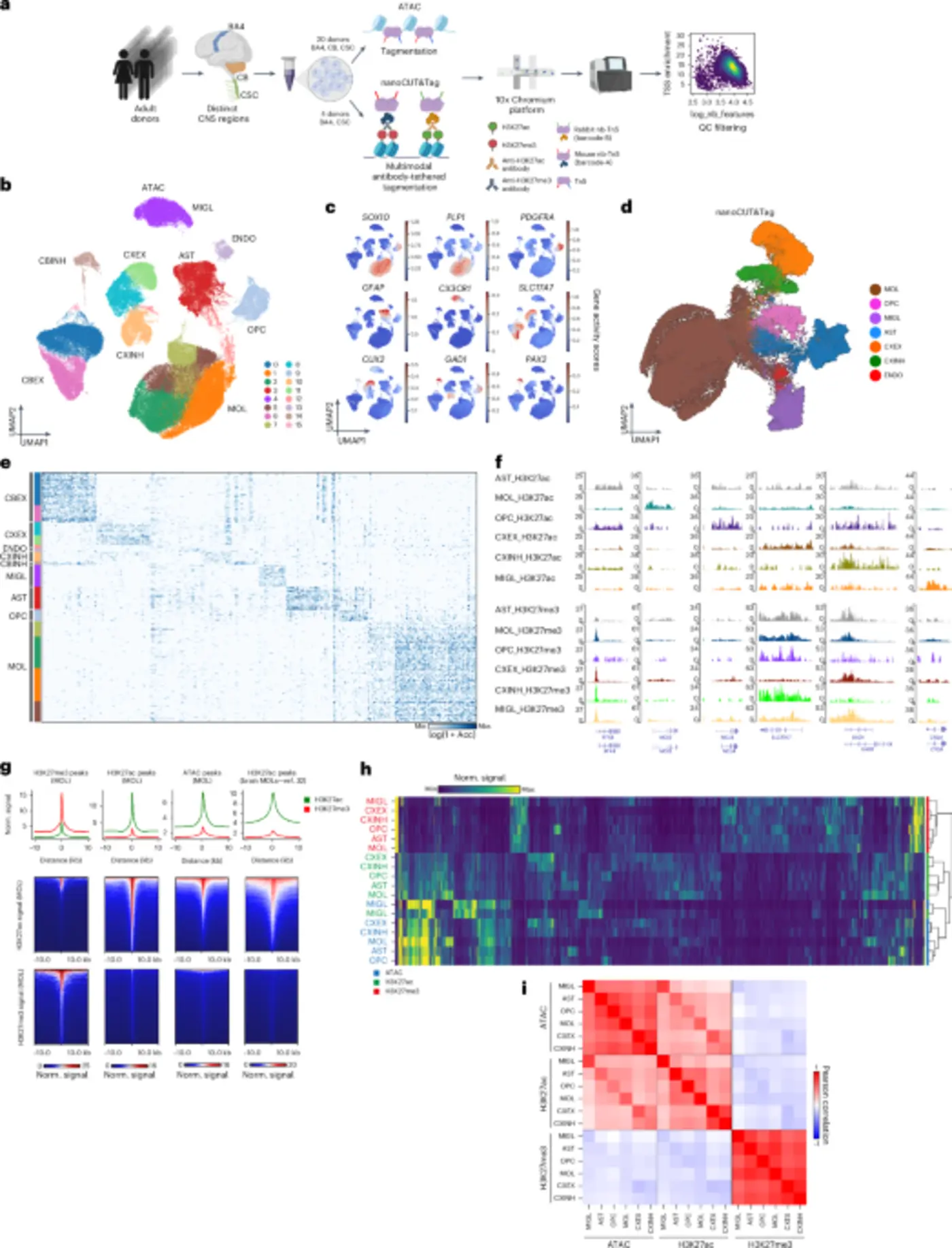 singlenucleus profiling of the cns unveils epigenetic memory of development