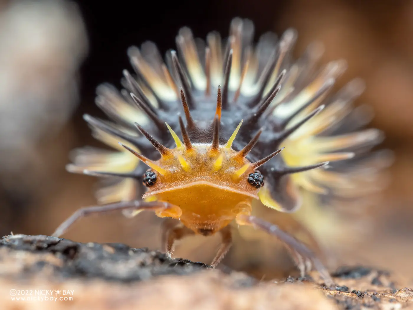 isopods of the world