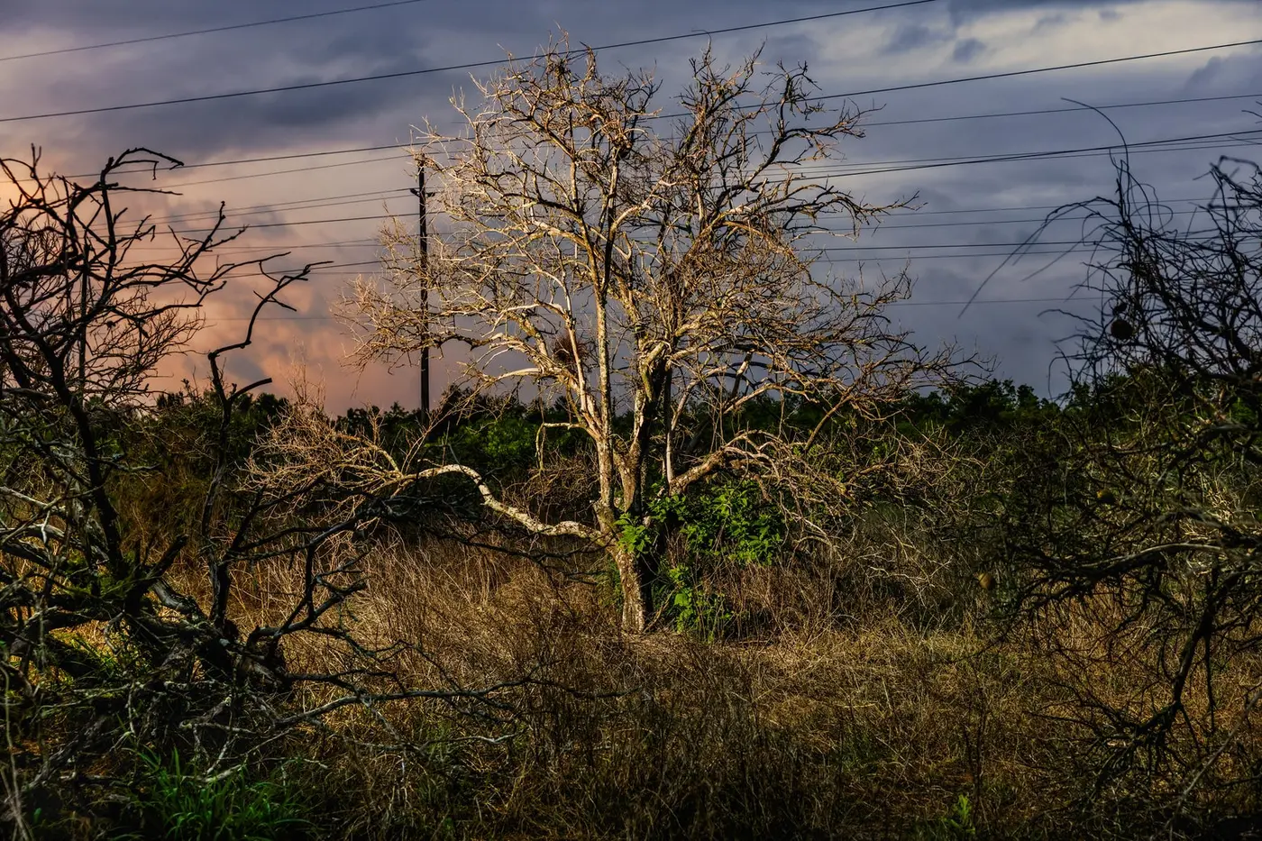 who killed the florida orange