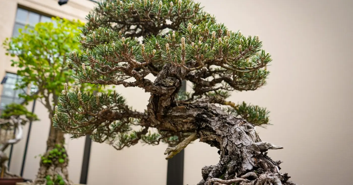 the beauty of bonsai styles