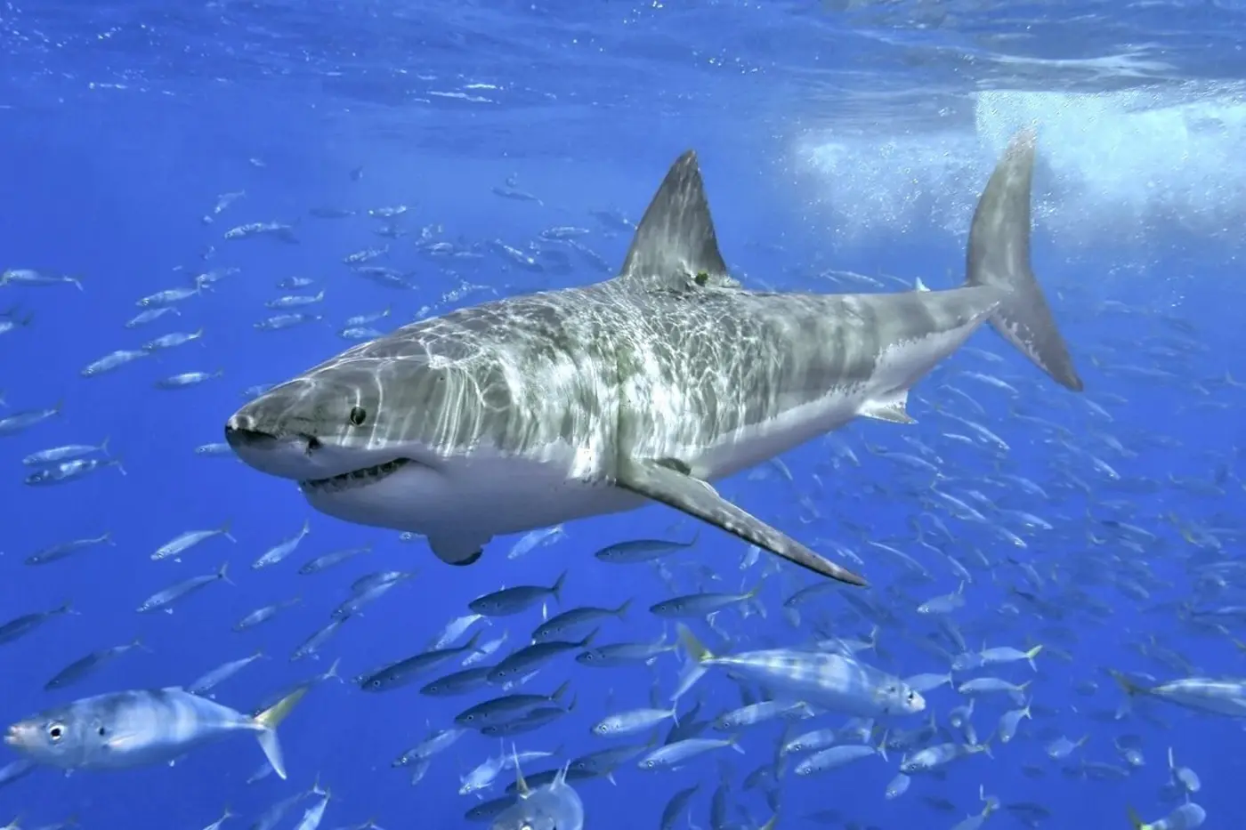 as oceans warm great white sharks are overheating