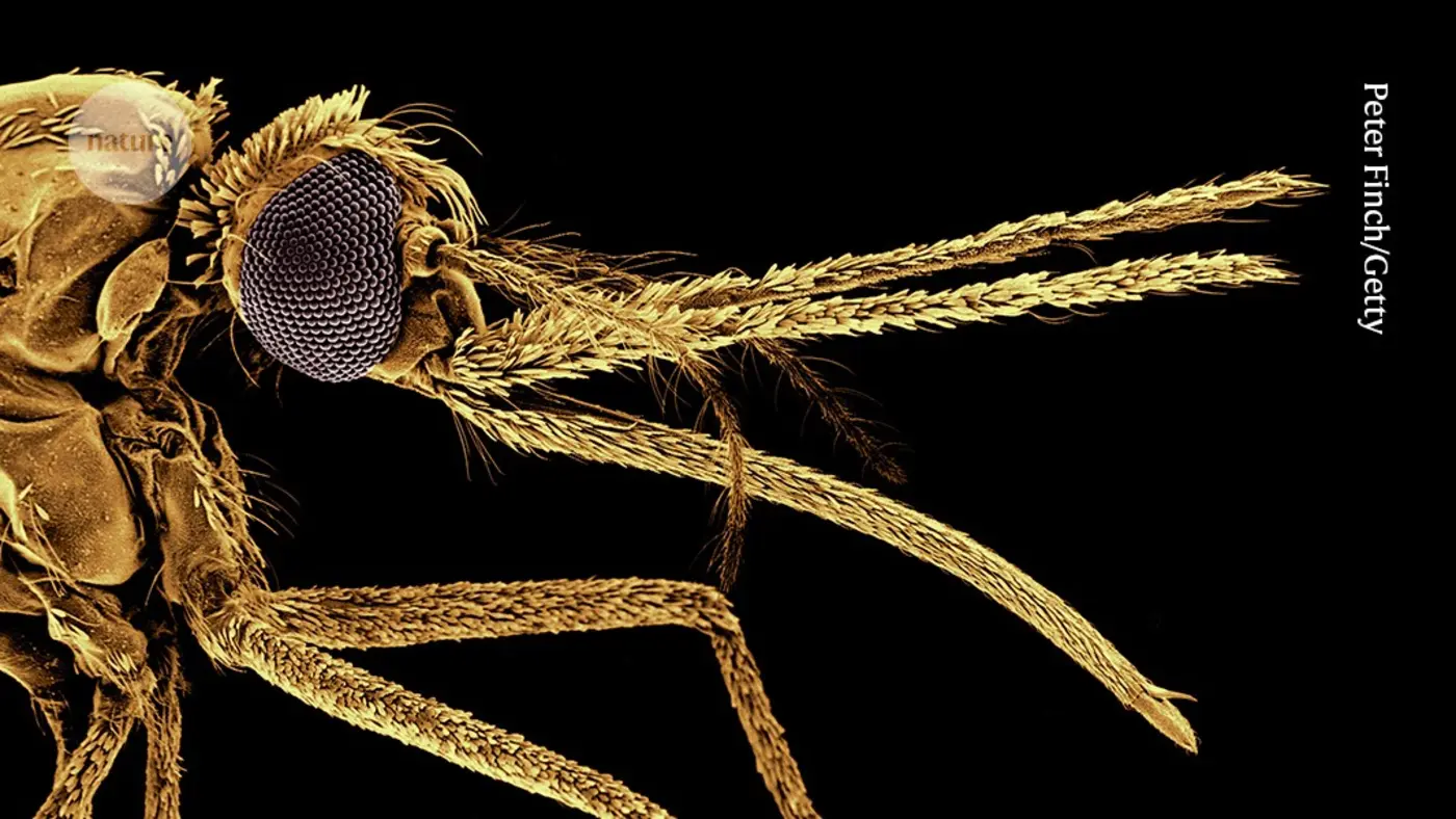 vaccines mean malaria deaths should be falling not rising