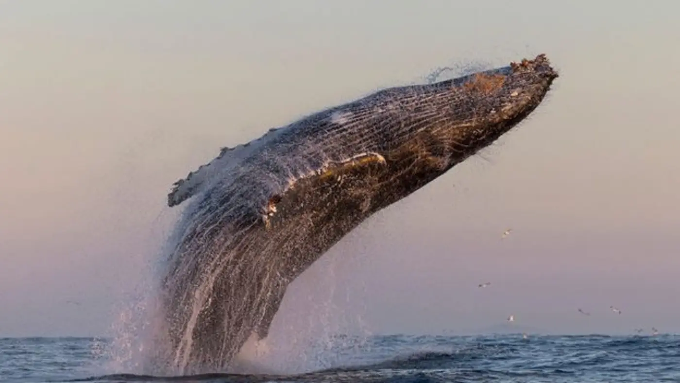 humpback whales are forming supergroups