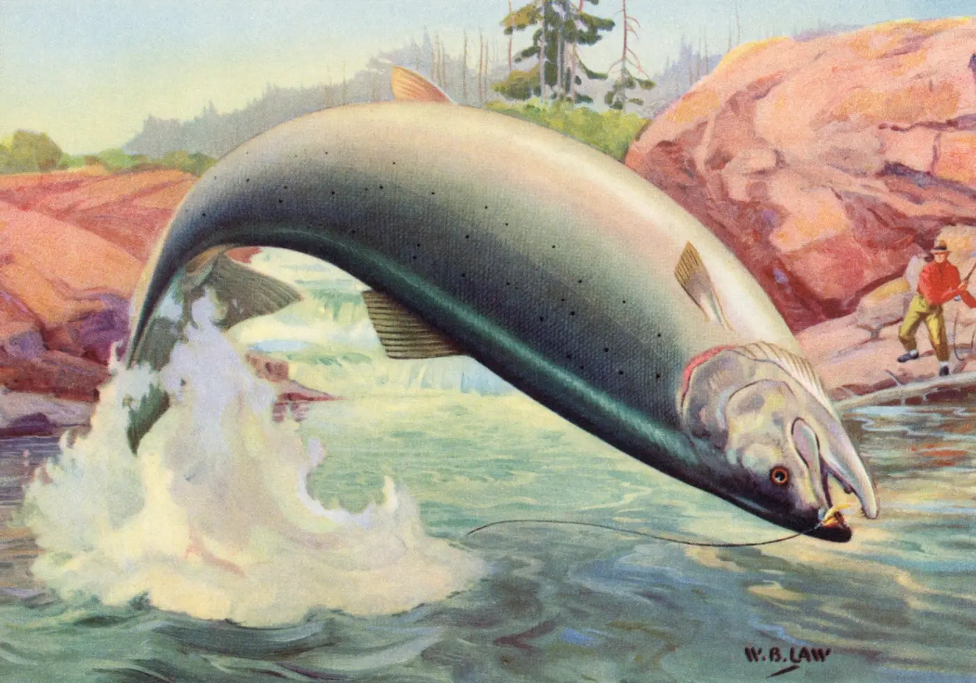 the way cocaine water pollution is changing salmon