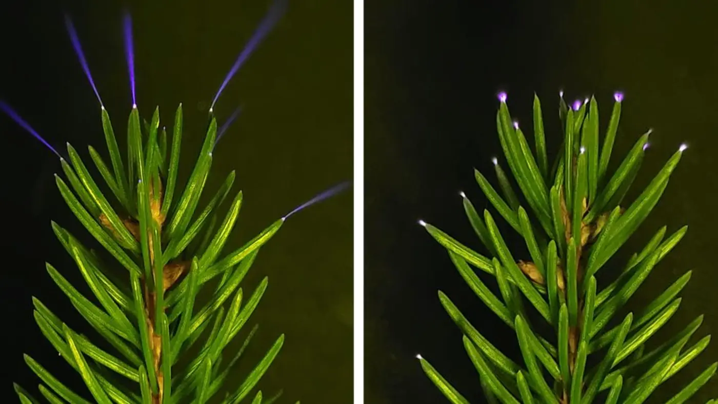 treetops glowing during storms captured on film for first time