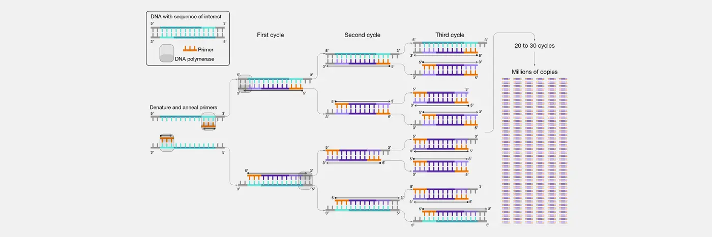 pcr is a surprisingly nearoptimal technology