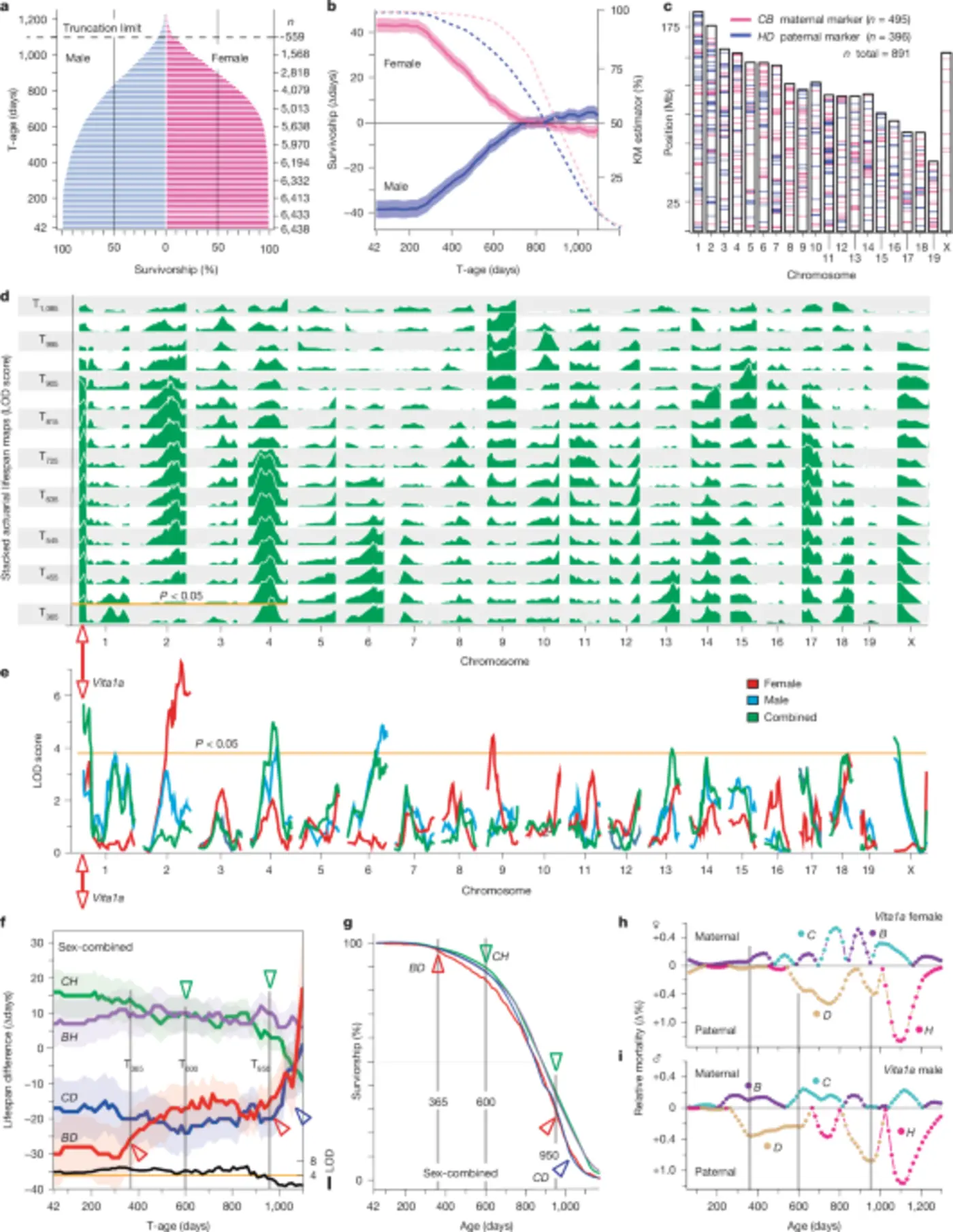 dynamics of genetic and somatic tradeoffs in ageing and mortality