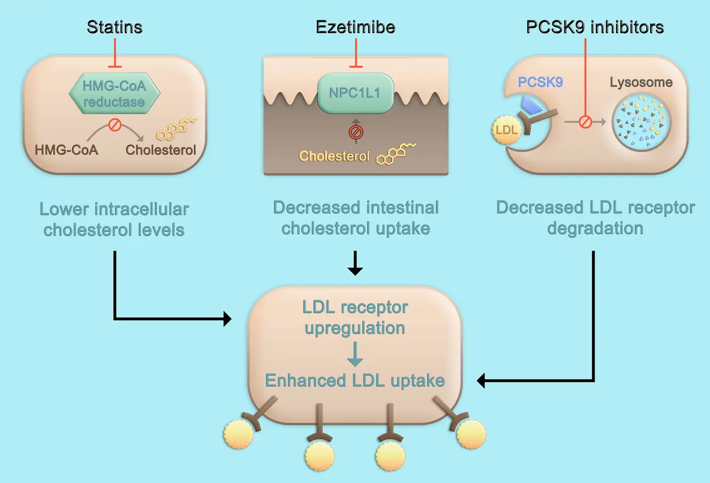 medications can now lower ldl cholesterol by 80