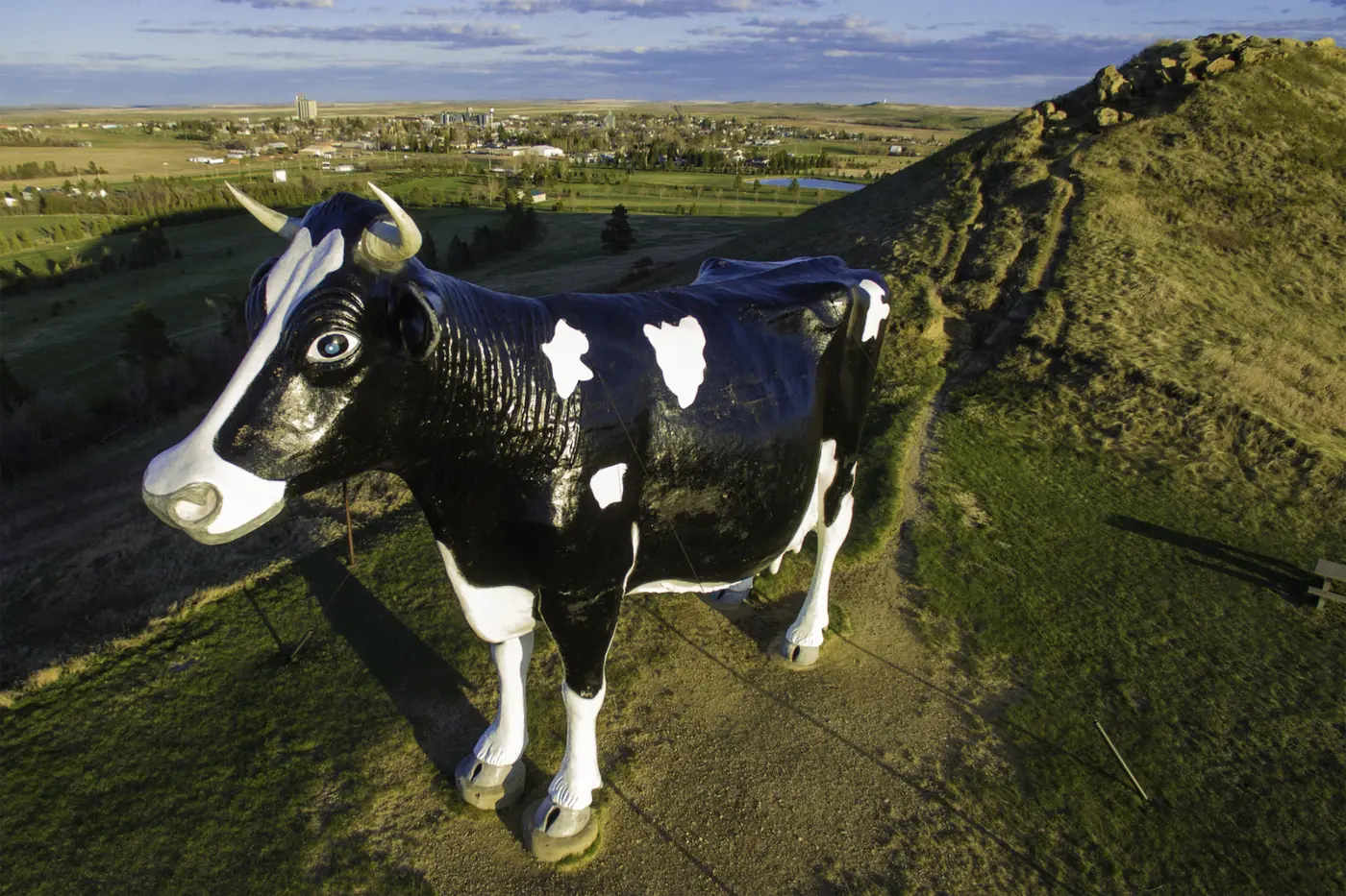 worldx27s largest holstein cow