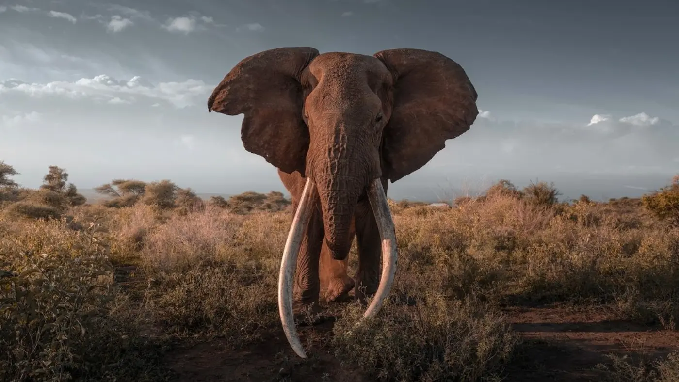 older and wiser how elder animals help species to survive