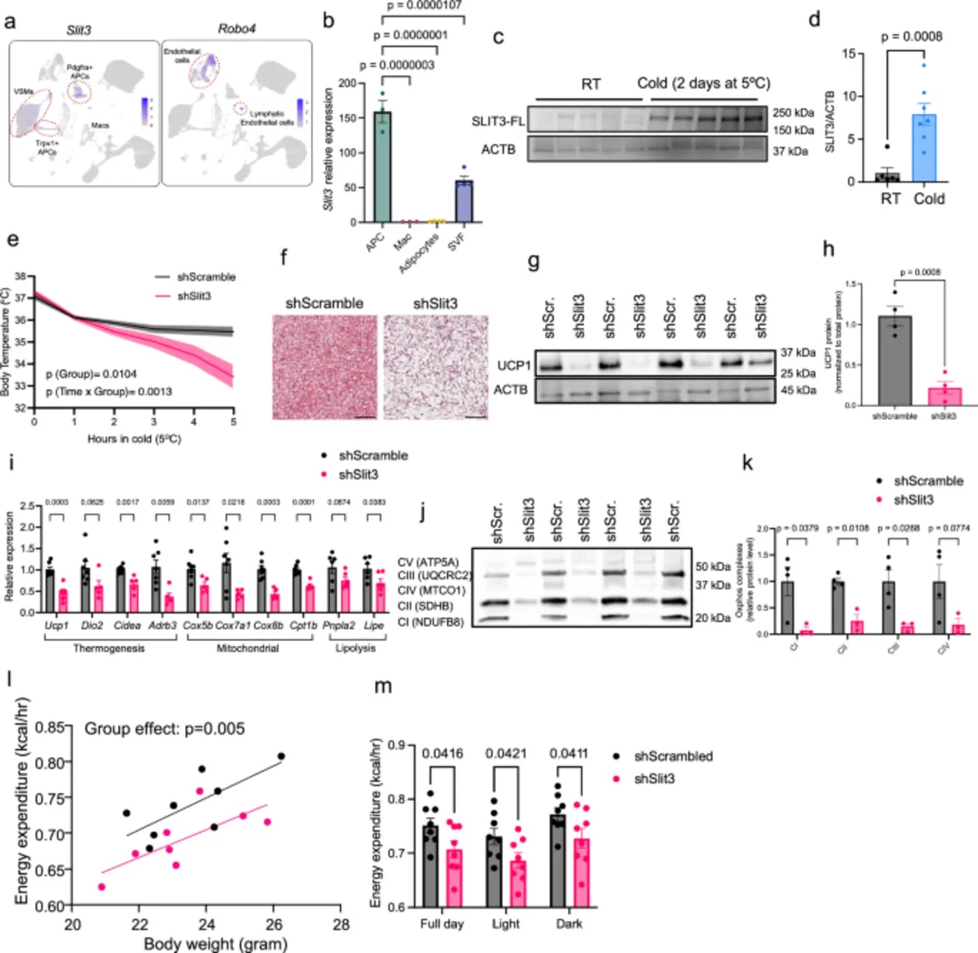 slit3 fragments orchestrate thermogenesis in brown adipose tissue