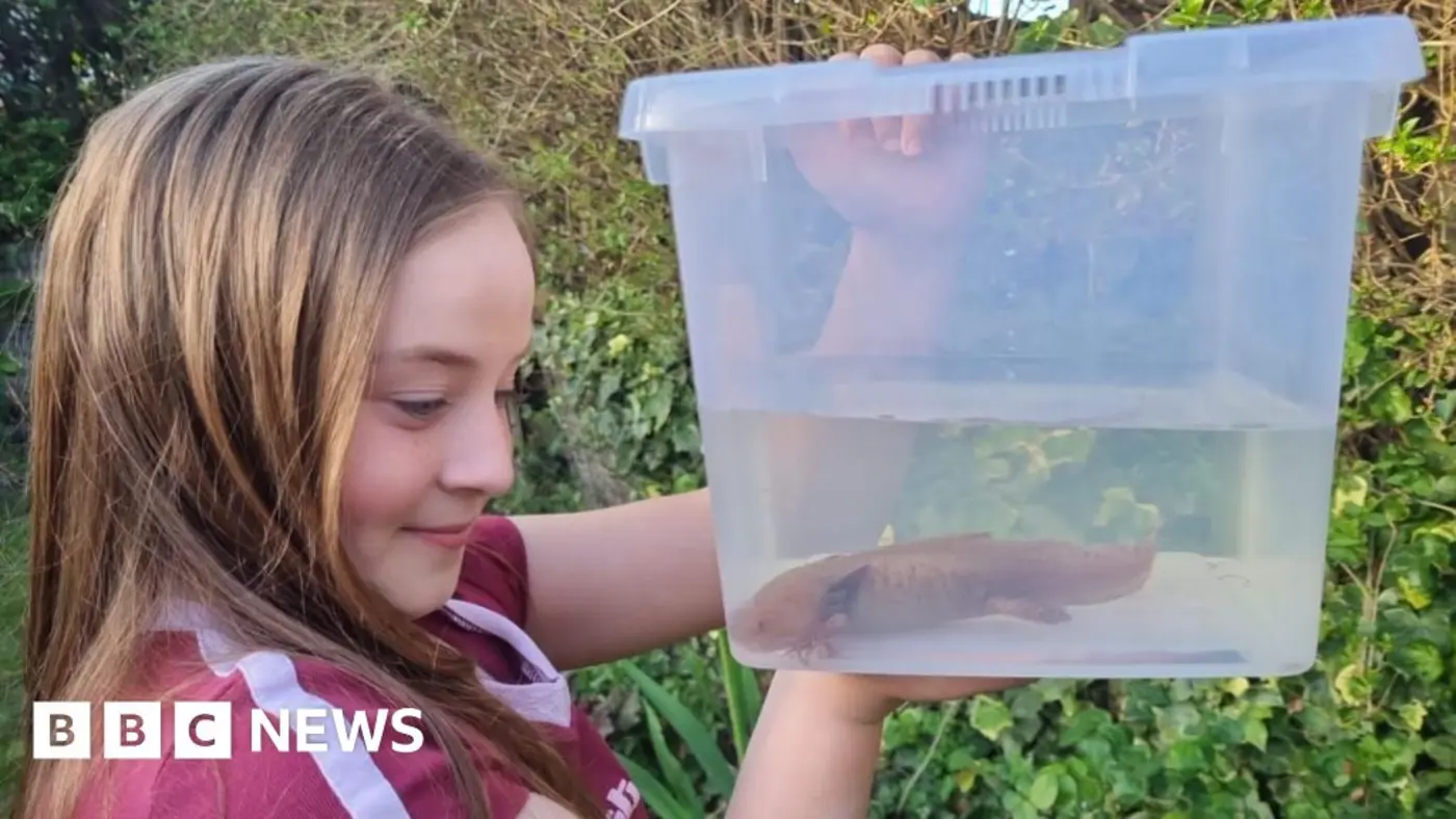 girl 10 finds rare mexican axolotl under welsh bridge