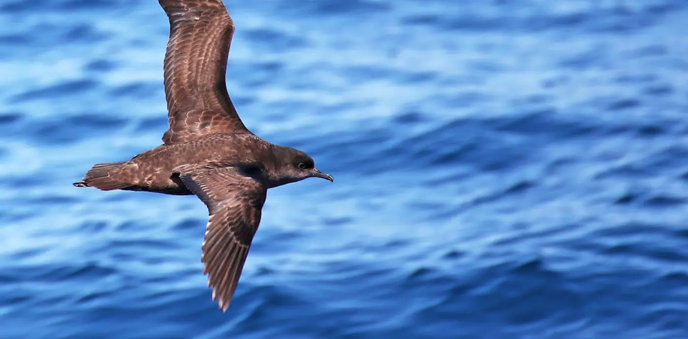 shearwaters washing up dead on australian beaches not due to x27naturalx27 causes