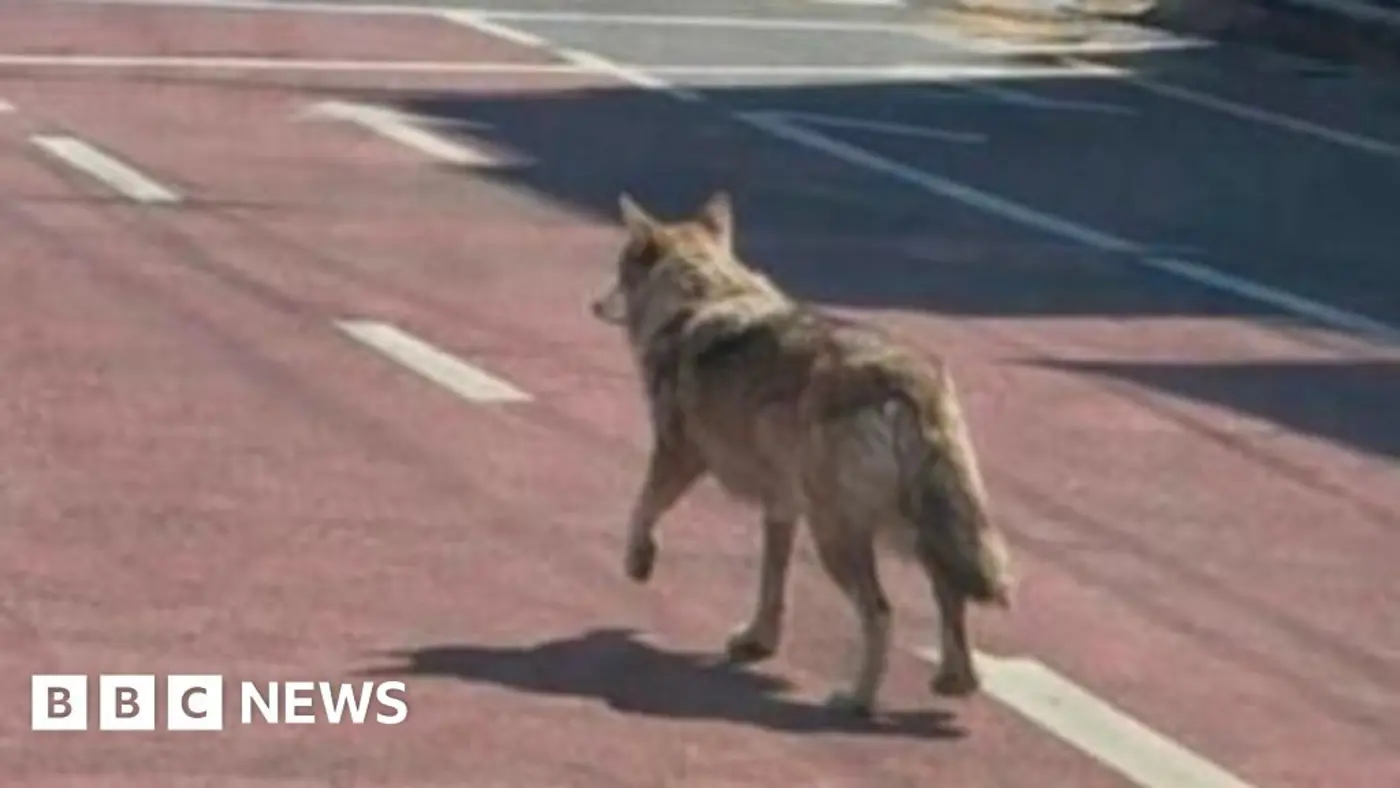 s korea police arrest man over ai image of runaway wolf that misled authorities