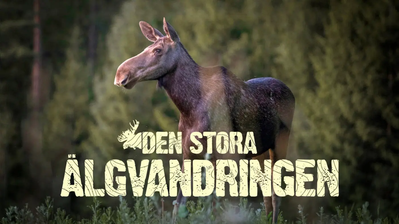 den stora lgvandringen the great moose migration live