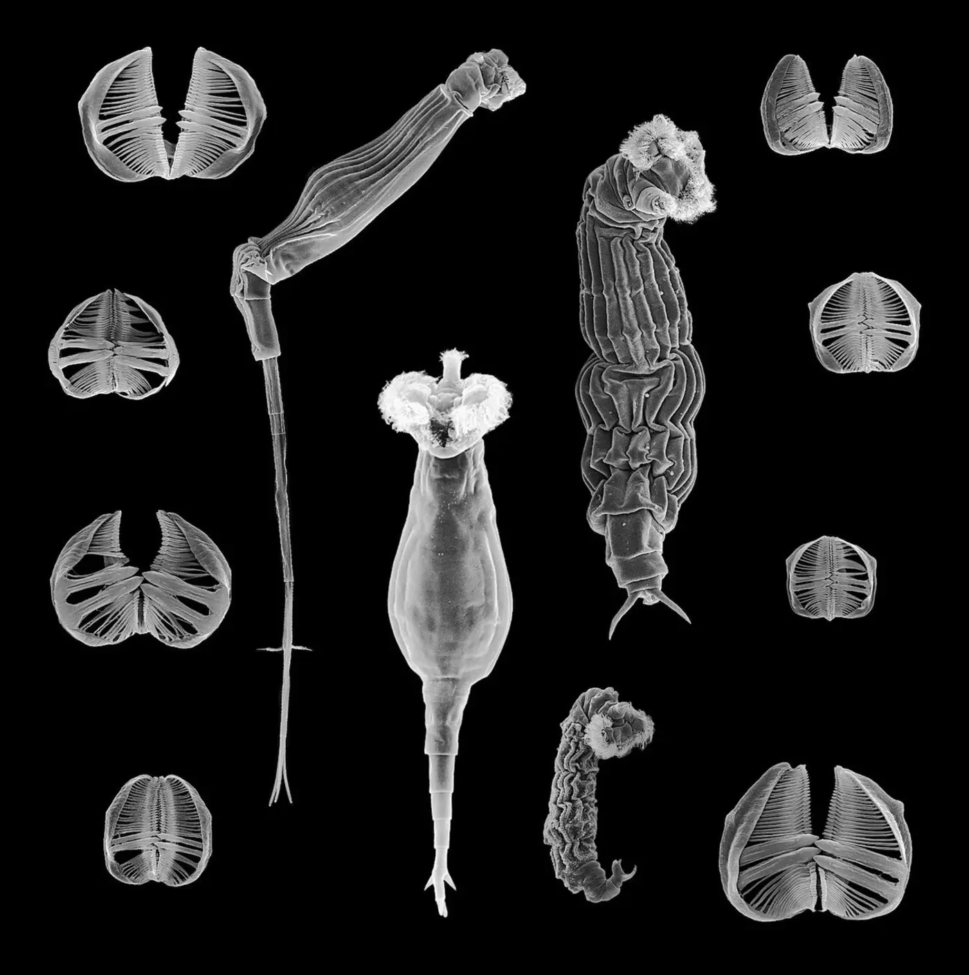 bdelloid rotifer