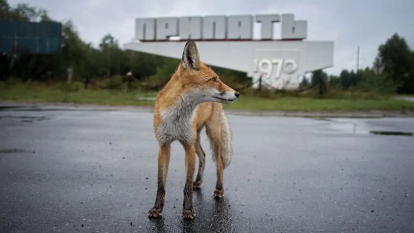 chernobyl wildlife forty years on